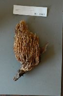 Ramaria stricta image